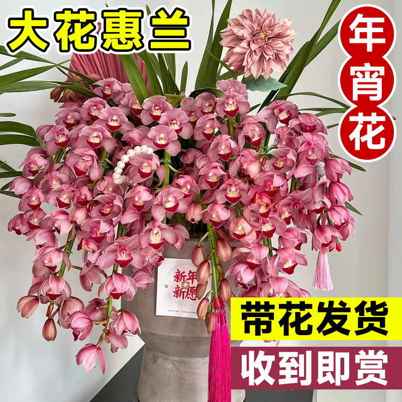 大花惠兰带花苞盆栽兰花室内年宵花卉蝴蝶兰蕙兰鲜花绿植物耐寒