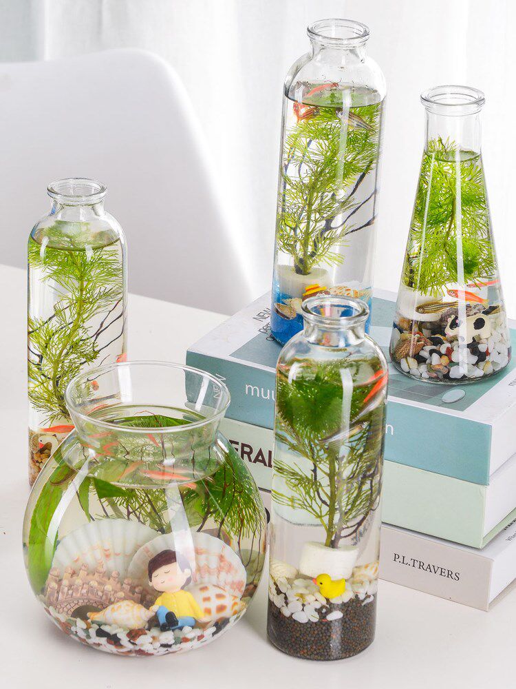 免打理生态瓶宿舍桌面鱼缸网红缸造景小虾生态瓶套装