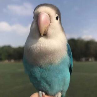 牡丹头类活体爱情鸟普兰白面雏鸟幼鸟说话活鸟宠物亲人