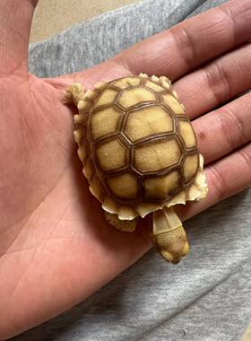 苏卡达 带证件 红腿 豹纹赫曼辐射 水陆 手续齐全