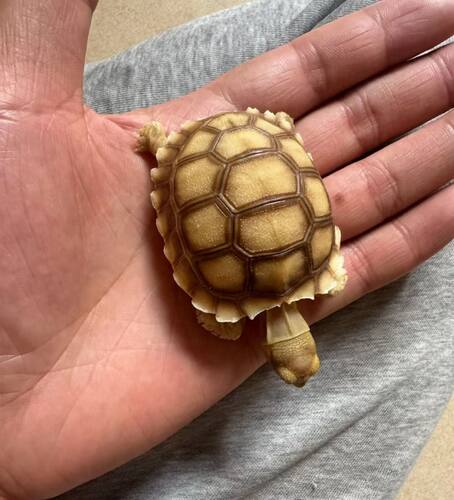 苏卡达 带证件 红腿 豹纹赫曼辐射 水陆 手续齐全