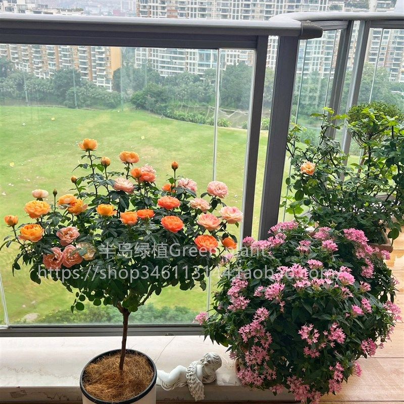 果汁阳台月季棒棒糖树桩带花月季花苗四季开花卉植物庭院多头玫瑰