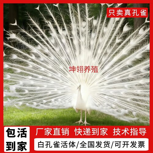 白孔雀活体一对孔雀活物宠物观赏鸟幼崽活苗白孔雀苗幼苗公母孔雀