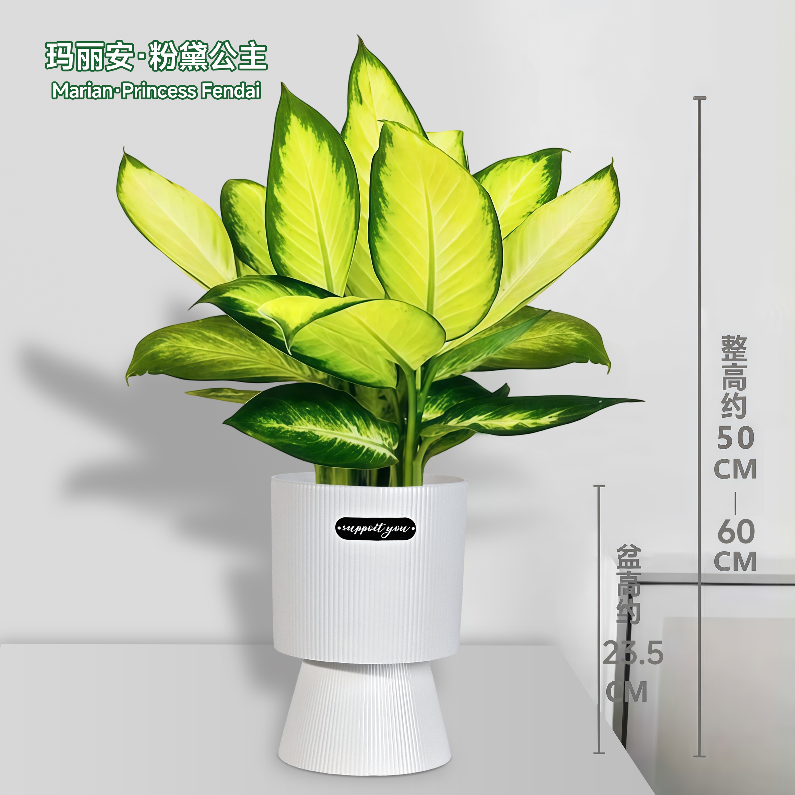 连盆3株基地大苗室内净化空气