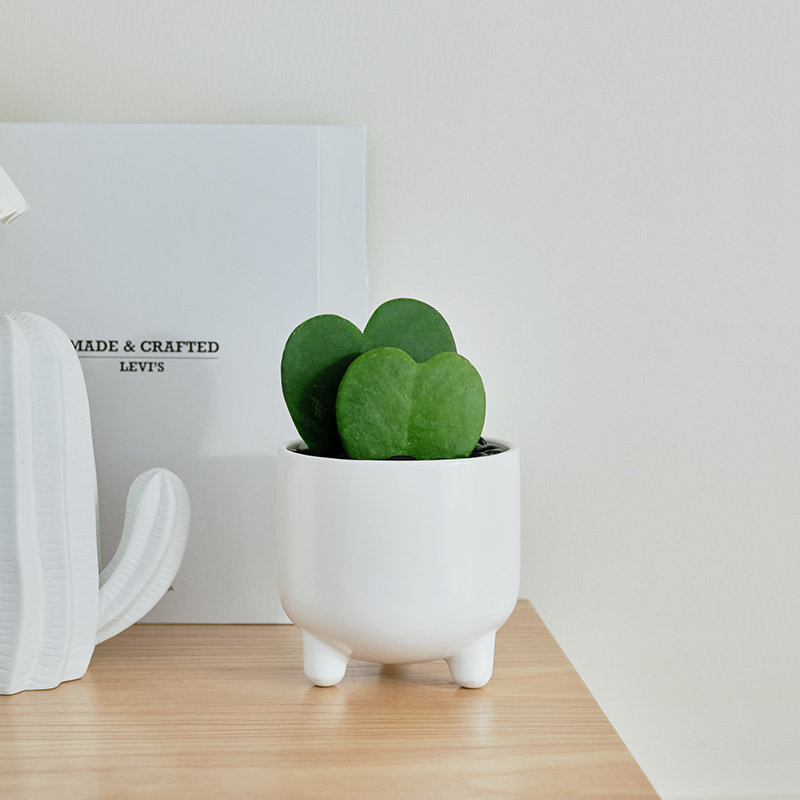 一片心桌面绿植心心相印小盆栽办公室内耐荫好养趣味多肉组合植物