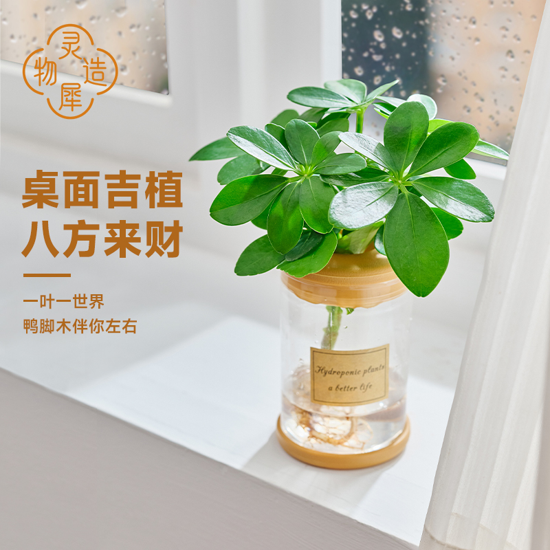 灵犀物造鸭脚木盆栽四季常青植物