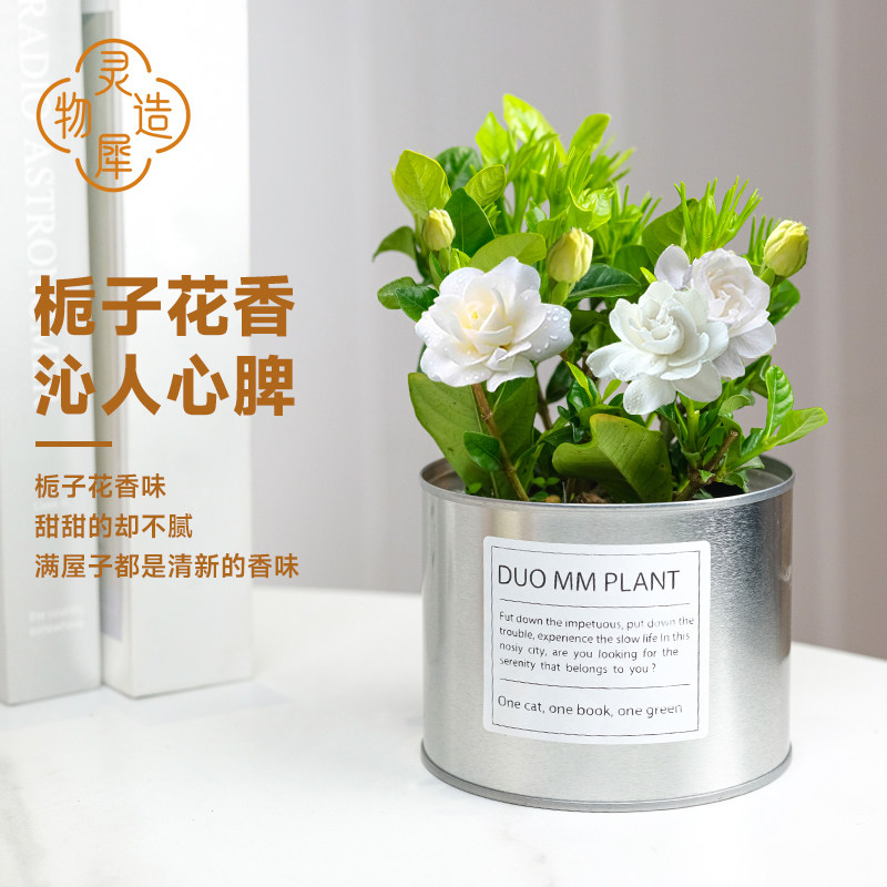 【灵犀物造】栀子花小铁罐带花苞桌面绿植