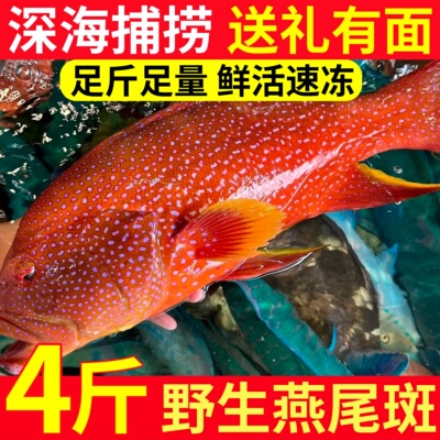 新鲜燕尾斑鱼鲜活斑冷冻深海红色斑鱼东星斑鱼特大海鱼海鲜水产