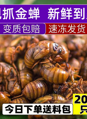 200只装金蝉活体速冻！不烫不煮