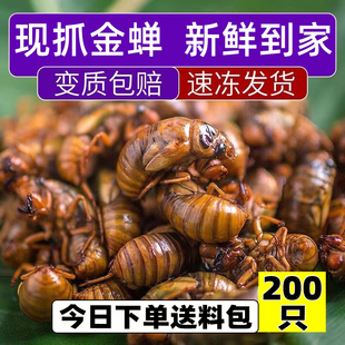 知了猴金蝉新鲜蝉蛹活体速冻爬叉猴子结了龟现捕鲜活蚕蛹知了商用