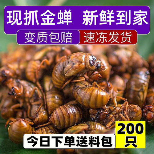 200只装金蝉活体速冻！不烫不煮