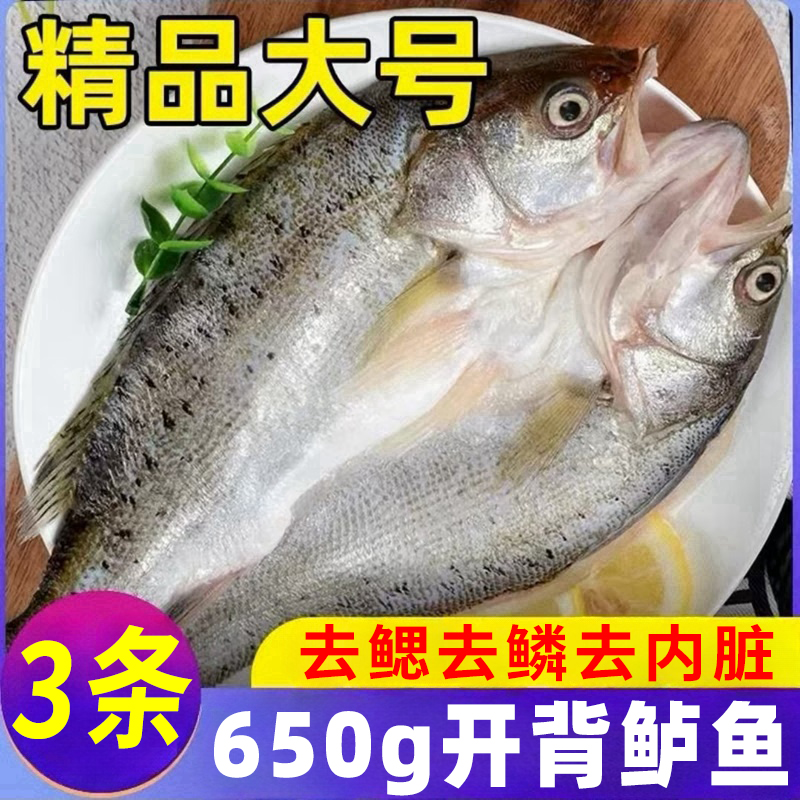 开背海鲈鱼新鲜海捕鲈鱼鲜杀开背去鳞去内脏免处理七星深海大鲈鱼