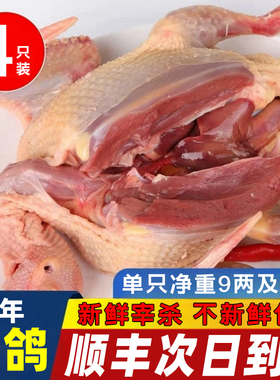 鸽子新鲜现杀老鸽子新鲜乳鸽农家散养原粮鸽子炖汤滋补一整只顺丰