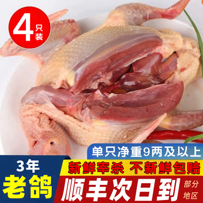 农家散养鲜杀整只老鸽炖汤滋补