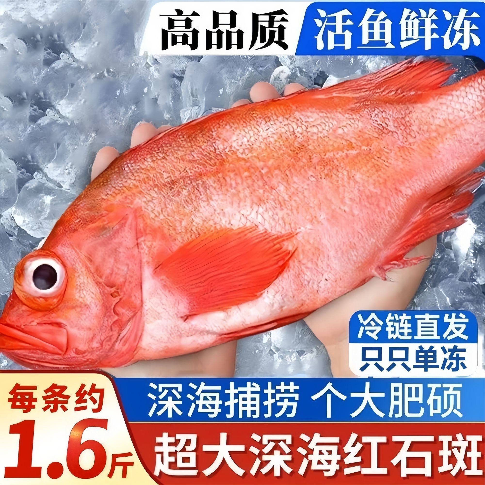 新鲜红石斑鱼鲜活冷冻海鱼大鱼新鲜超大条红鱼龙胆富贵鱼海鲜水产