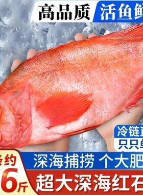 新鲜红石斑鱼鲜活冷冻海鱼大鱼新鲜超大条红鱼龙胆富贵鱼海鲜水产