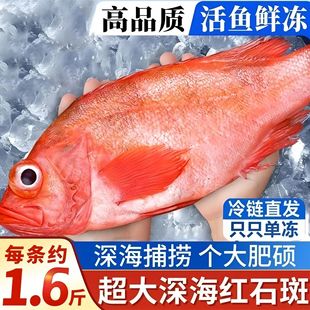 新鲜红石斑鱼鲜活冷冻海鱼大鱼新鲜超大条红鱼龙胆富贵鱼海鲜水产