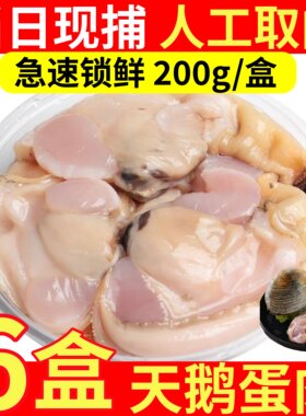 当季现捕天鹅蛋肉贝类烧烤食材