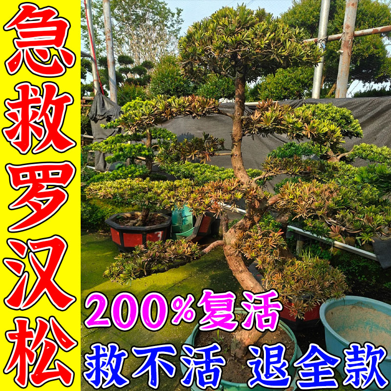 罗汉松营养液强力生根复活液