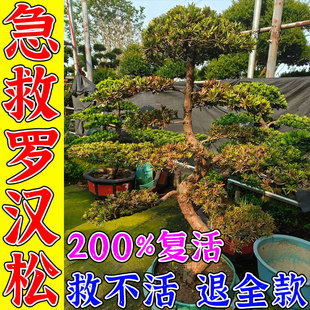 罗汉松营养液吊针袋果树移栽桂花树强力生根树木激活液再生复活液