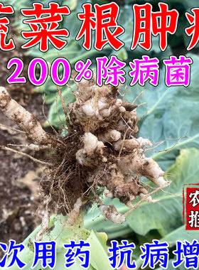 白菜根肿病专用药大白菜油菜青大头根瘤萎蔫软腐黄化专用杀菌剂