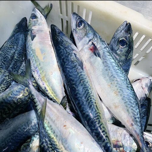 青鱼青花鱼青占鱼大青花鱼鲅鱼新鲜大海鱼深海鲐鲅鱼海鲜鱼类整箱