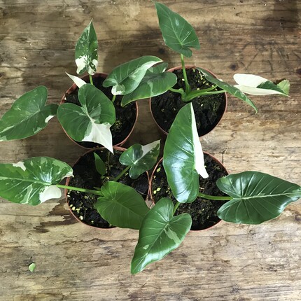 绿冲绳银海芋Alocasia odora Okinawa Silver