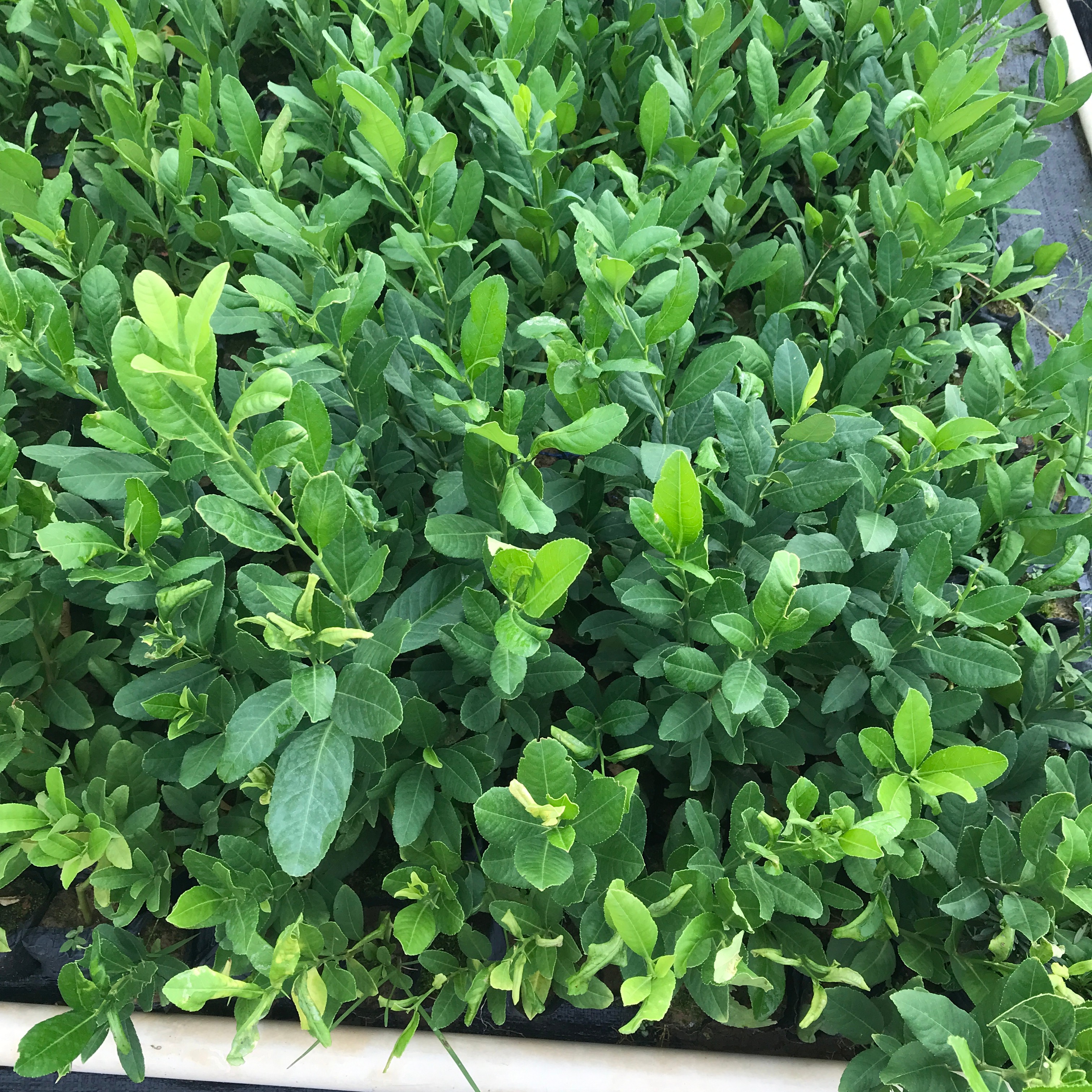 甜柠檬小盆栽 带土球 好养易活 阳台小盆栽提神净化空气