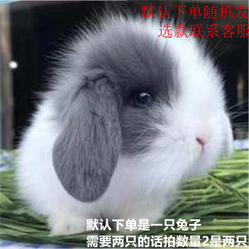 宠物公主兔价格 宠物公主兔图片 星期三