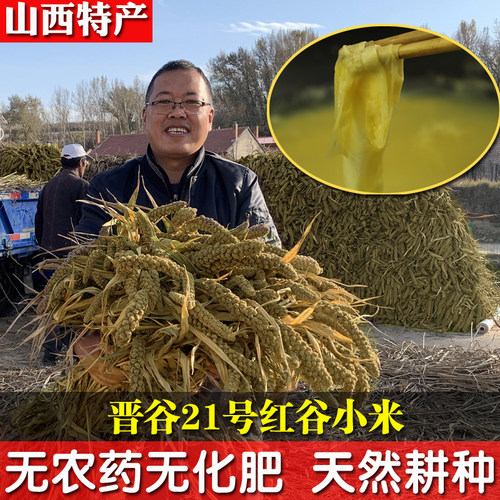 山西特产黄小米晋谷21号新米