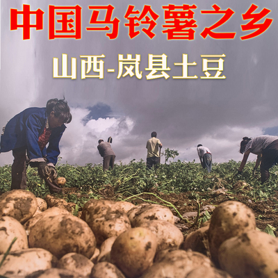 山西岚县土豆黄心马铃薯