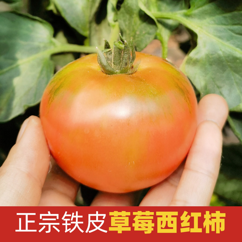 正宗东北铁皮草莓柿子酸甜可口