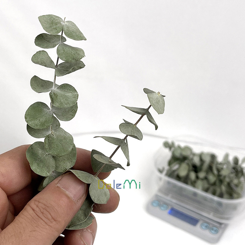 新疆西藏包邮尤加利叶永生干花diy材料包桉树叶相框粘花盒装ins小