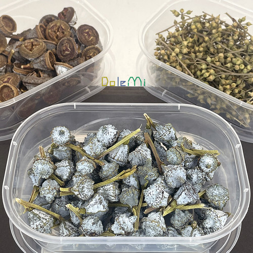 尤加利果干花干果insdiy花材