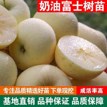 奶油富士苹果树苗南北方种植果树苗稀有品种水果苗耐寒独特奶香味