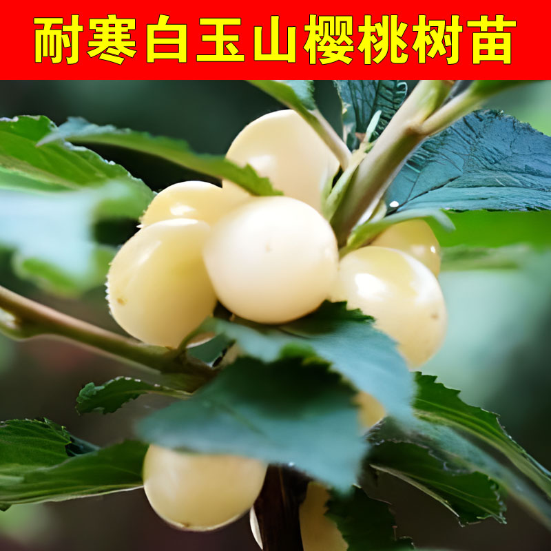 白樱桃树苗嫁接白玉毛樱桃苗山樱野生小樱桃盆地栽北南方种植果苗