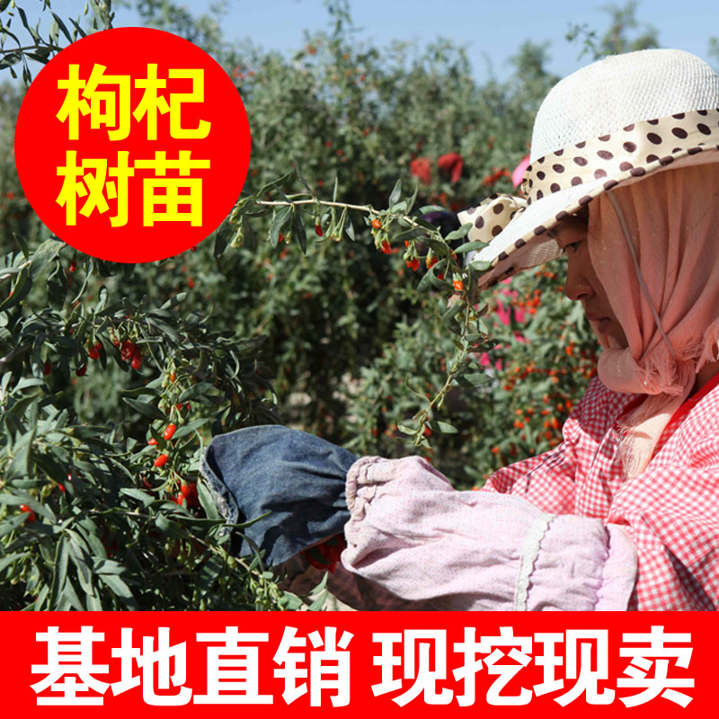 枸杞苗树盆栽地栽南北方四季种植当年结果枸杞食用宁夏黑红枸杞苗