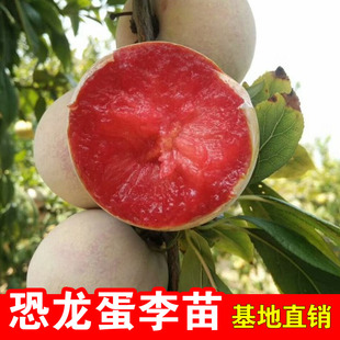美国恐龙蛋红心李子树苗血丝李新品种嫁接树苗美国杏李苗当年结果