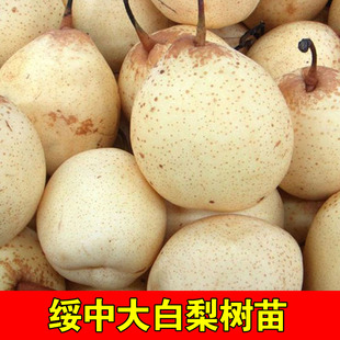 绥中大白梨树苗嫁接盆栽地栽耐寒东北脆甜多汁大白梨果苗当年结果