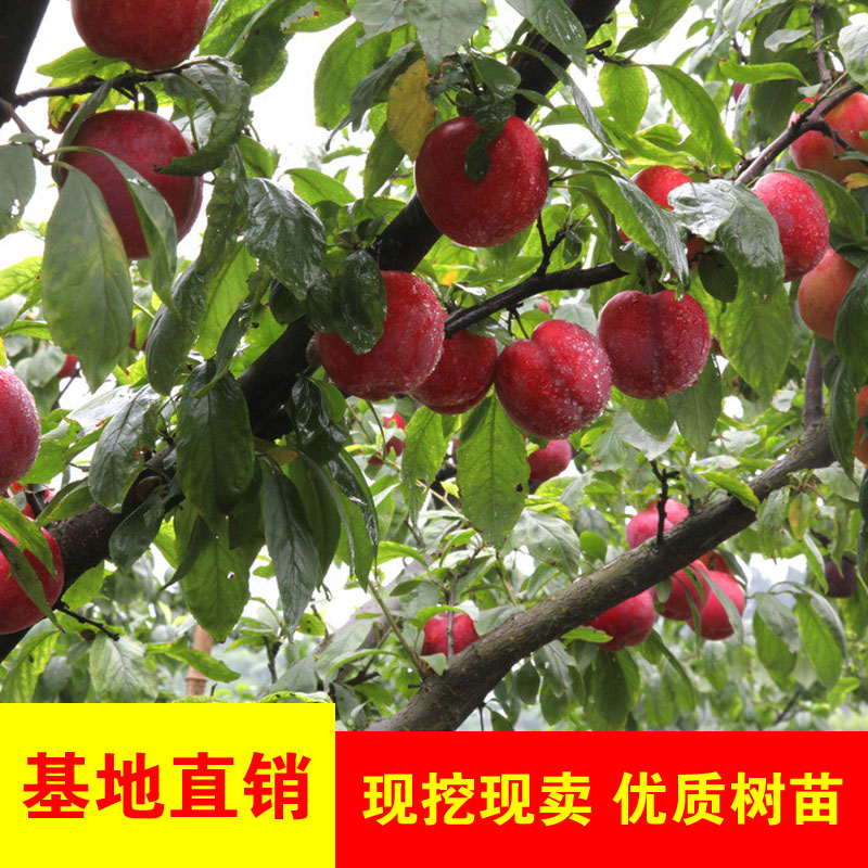 李子树苗嫁接盆栽地栽南北方种植