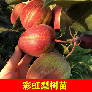 早酥红梨树苗彩虹梨苗条红梨树早熟梨新品种嫁接梨苗梨树果苗结果