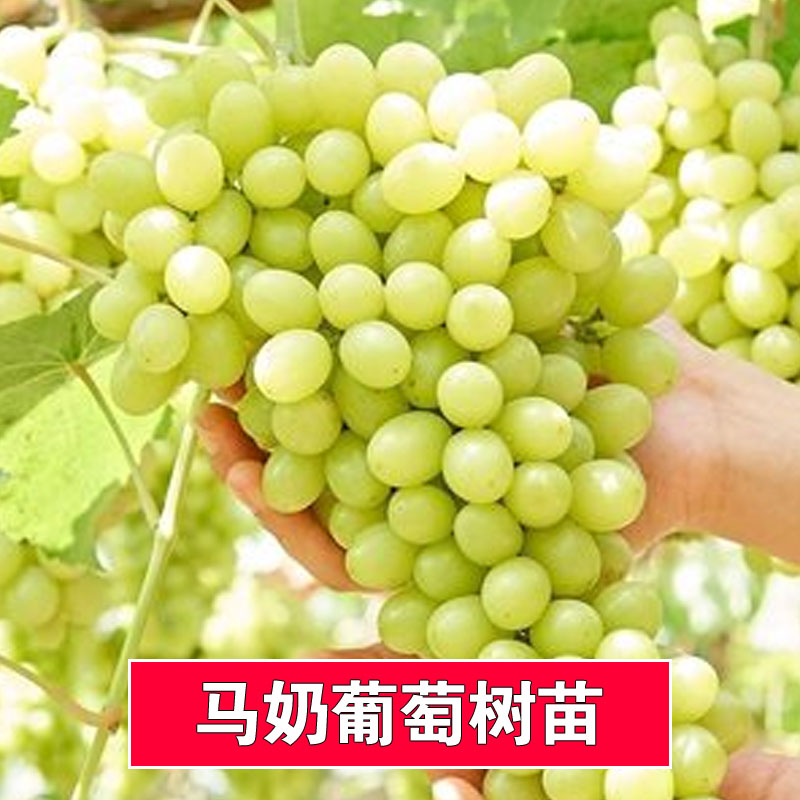 马奶提子无核白玉葡萄嫁接树苖南北方种植葡萄苗果树果苗当年结果