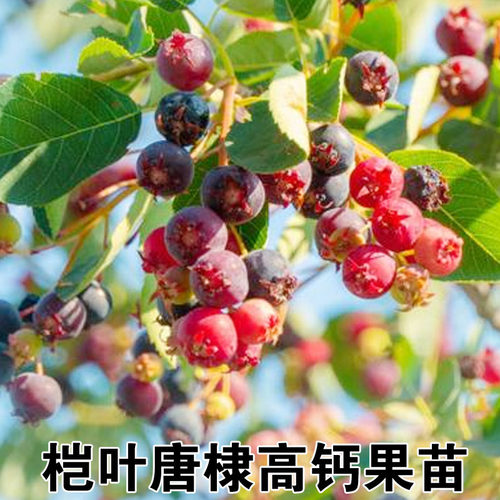 桤叶唐棣树苗唐棣苗桤叶唐棣高钙果树苗盆栽地栽新品种当年结果苗