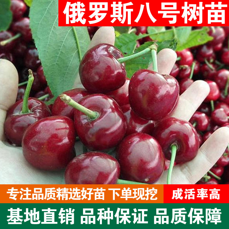 俄罗斯八号大樱桃果树苗耐寒高产