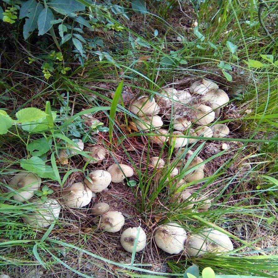 鸡枞高产2包野j生伞把菇斗鸡公荔枝菌三塔菌种包人工种植农技服务 农用物资 农技服务 原图主图