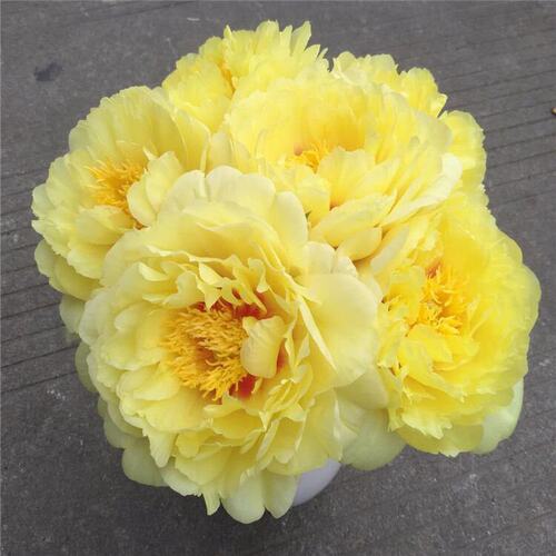 5月花鲜花价格 5月花鲜花图片 星期三