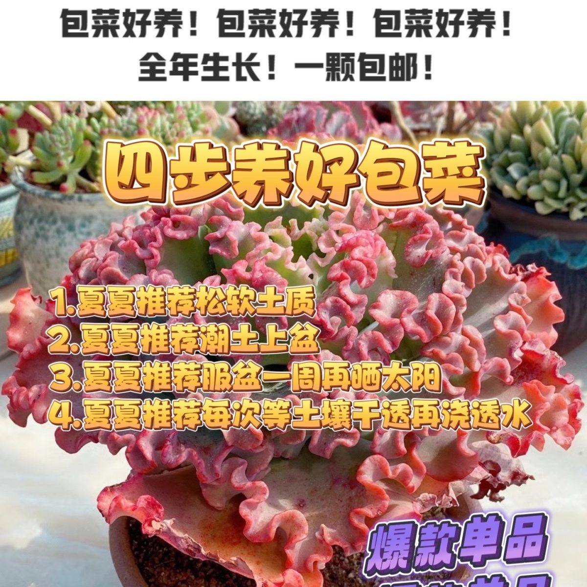 。女王花笠老桩蕾丝边韩版婚纱多肉植物名贵花红色裙摆热门包菜盆