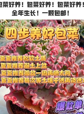 。女王花笠老桩蕾丝边韩版婚纱多肉植物名贵花红色裙摆热门包菜盆