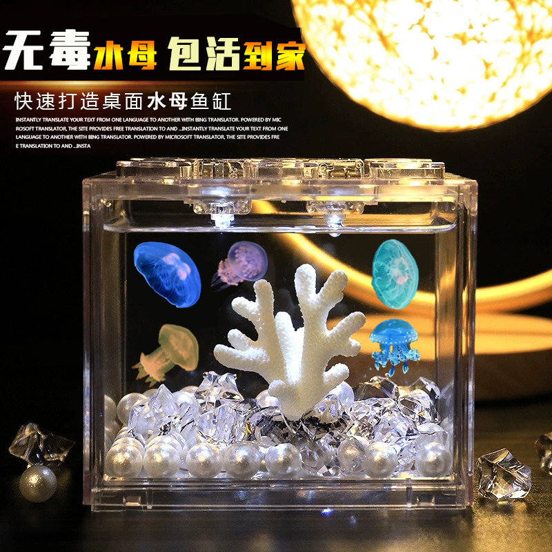 赤月海月水母活物饲养套餐礼物