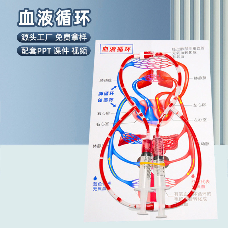 diy人体血液循环小学生科学实验器材模型幼儿园科技小制作